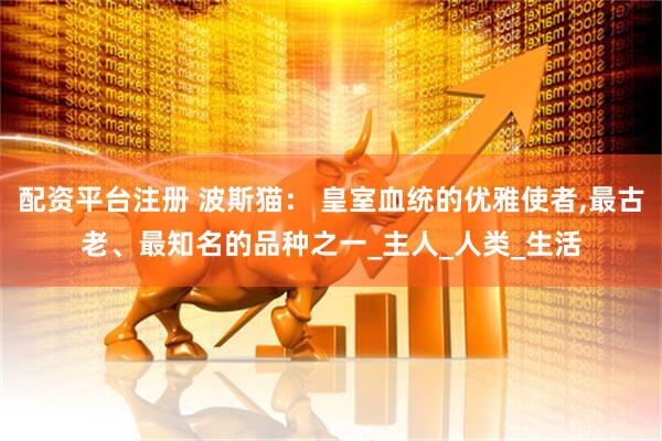 配资平台注册 波斯猫： 皇室血统的优雅使者,最古老、最知名的品种之一_主人_人类_生活