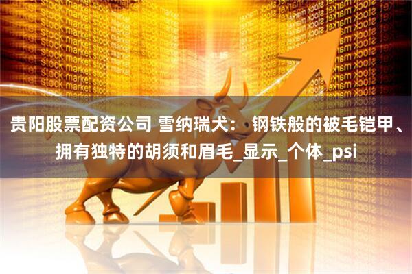 贵阳股票配资公司 雪纳瑞犬： 钢铁般的被毛铠甲、拥有独特的胡须和眉毛_显示_个体_psi